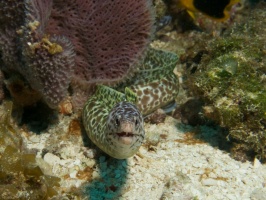 Spotted Moray Eel IMG 4593